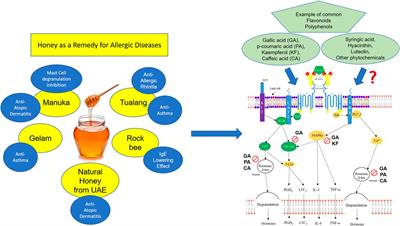 The Potential use of Honey as a Remedy for Allergic Diseases: A Mini Review